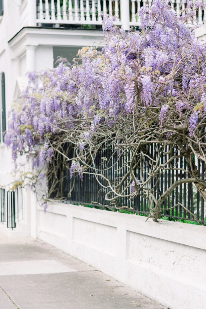 Wisteria blooming in historic downtown Charleston South Carolina in March