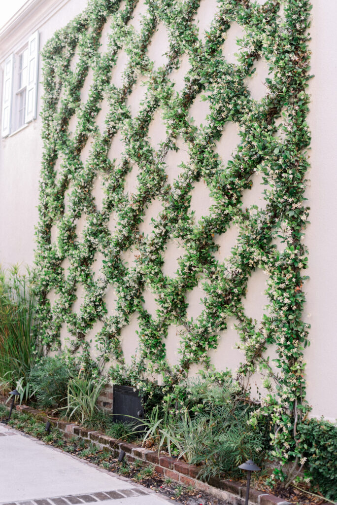 Climbing jasmine on a trellis blooming in the historic district of downtown Charleston photographed by The Wild Elopement 