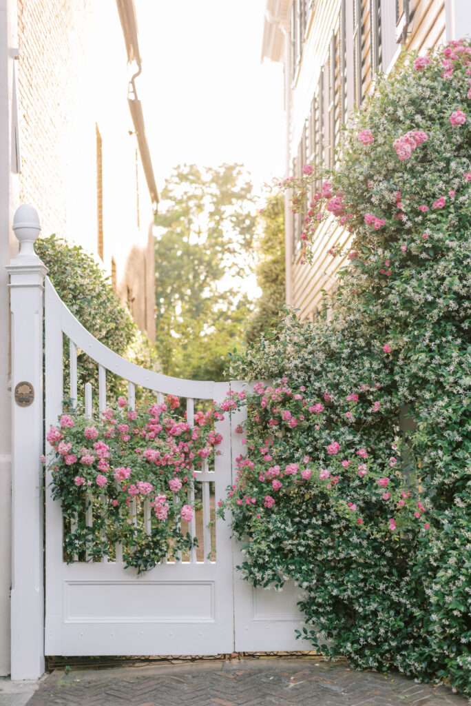 Jasmine and pink flowers blooming in April in downtown Charleston