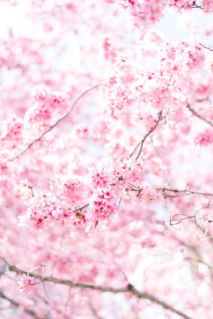 pink tree blossoms in downtown Charleston SC