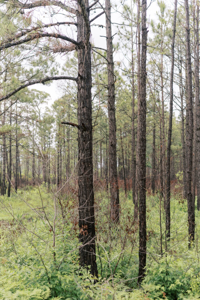 trucks of pine trees and ground level ferns in a South Carolina forest