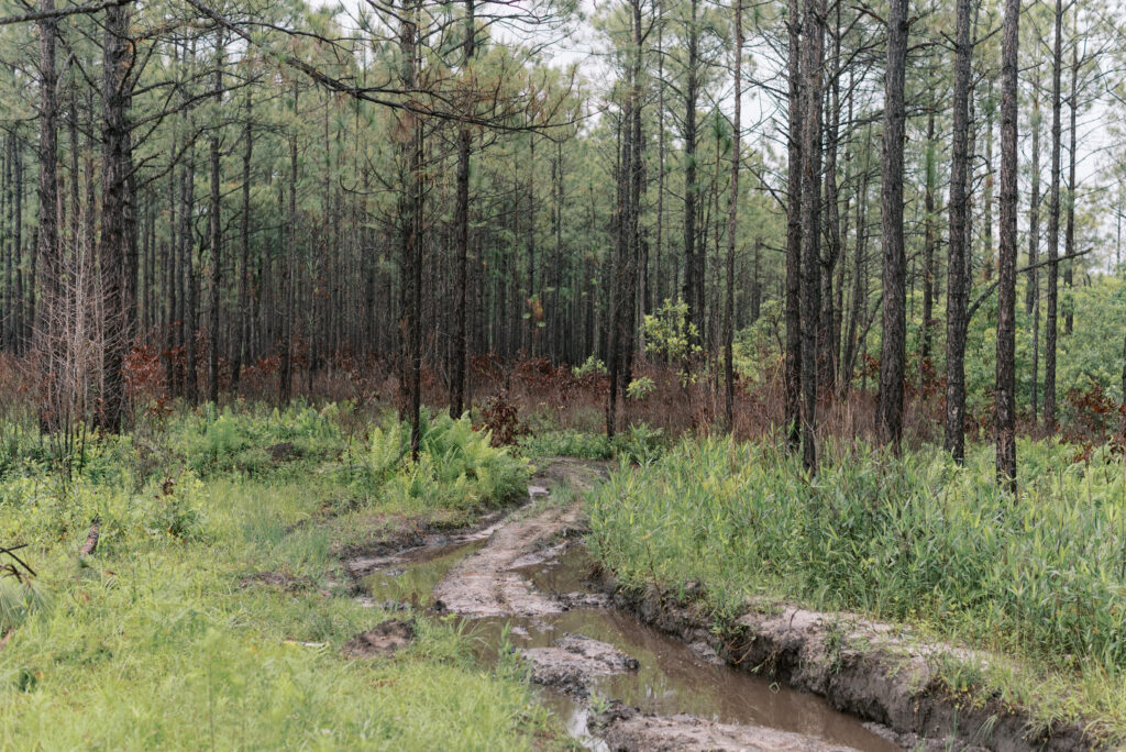 South Carolina pine forest with a mud pit from dirt bikes