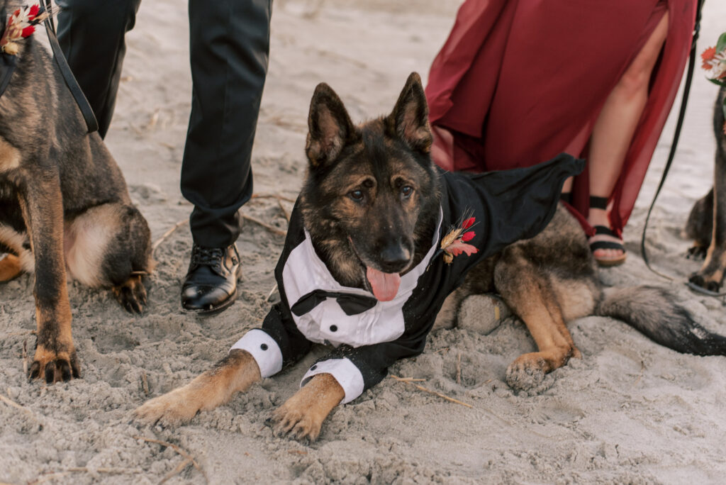 Close up of a german shepherd in a tux 