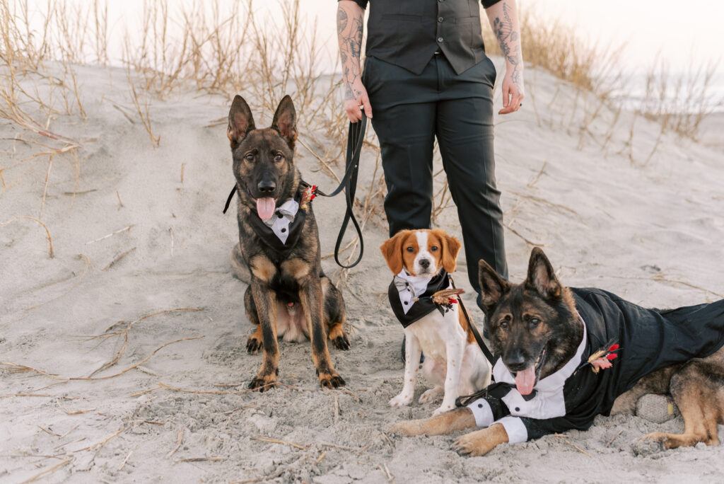 Close up of three dogs wearing tuxes on the beach for an elopement