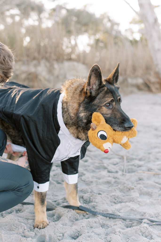 German Shephard wears a tux on the beach holding a toy in his mouth