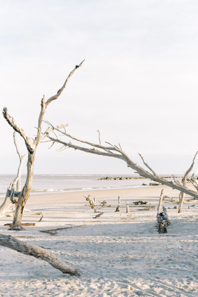 Driftwood arch on Folly beach in SC at sunset