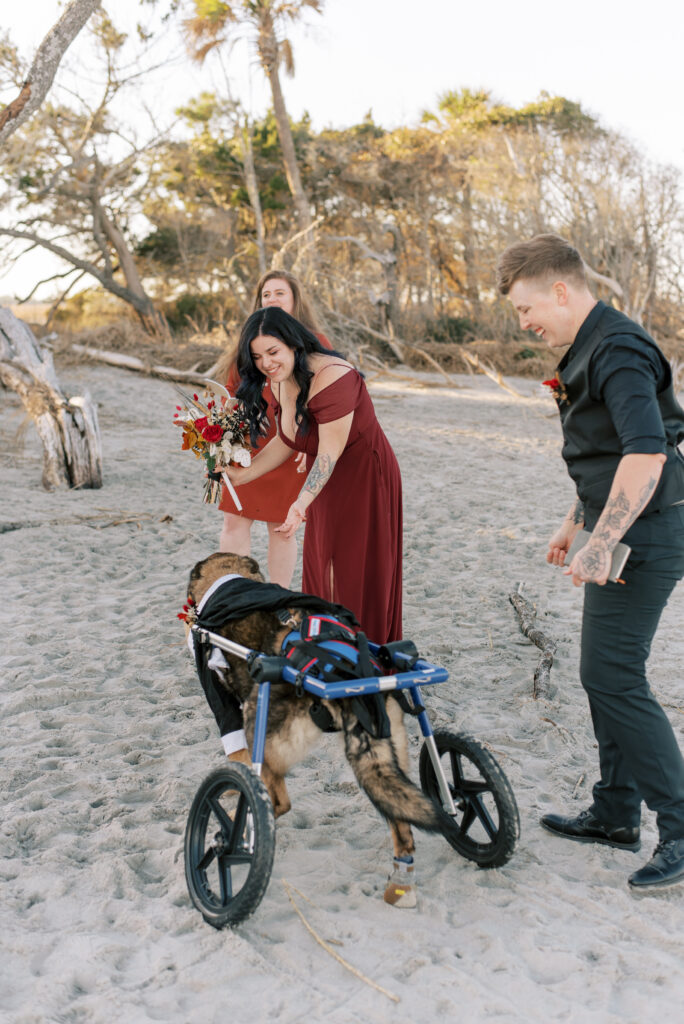 Old dog in a wheelchair runs on the beach while couple chase him during their elopement