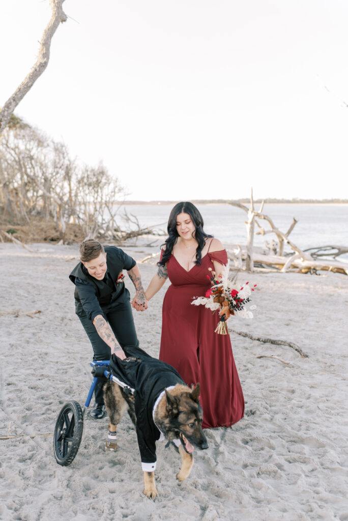 just married couple chase their dog in a wheelchair across the beach