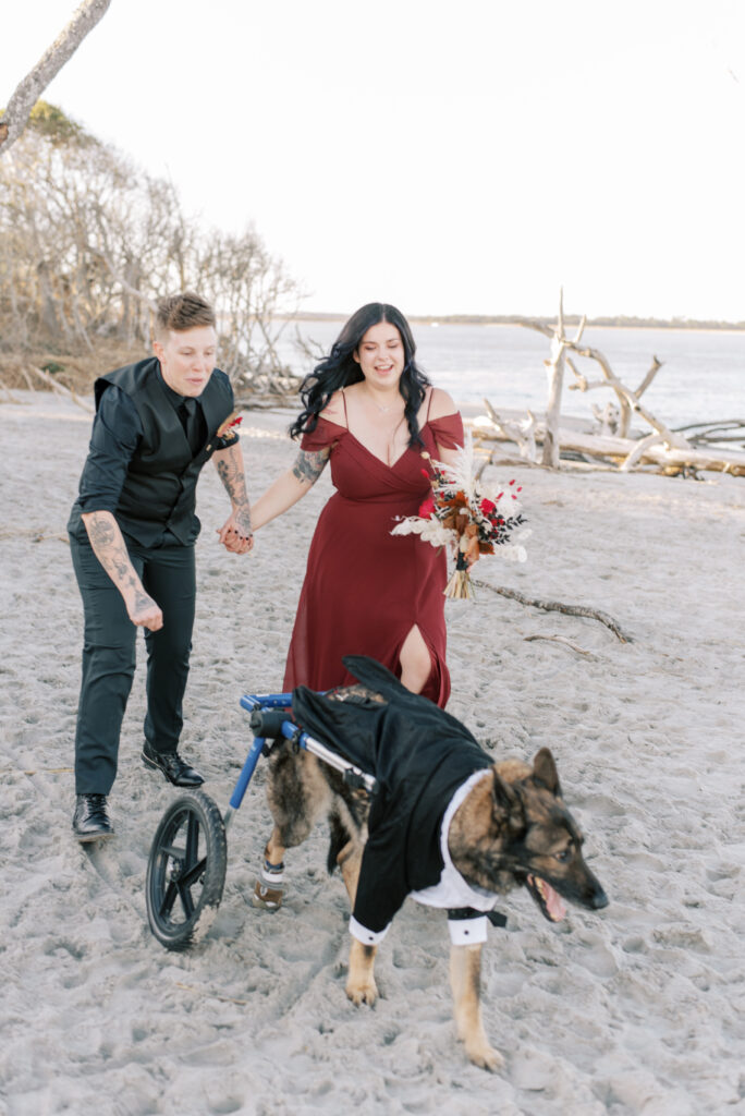 just married couple chase their dog in a wheelchair across the beach